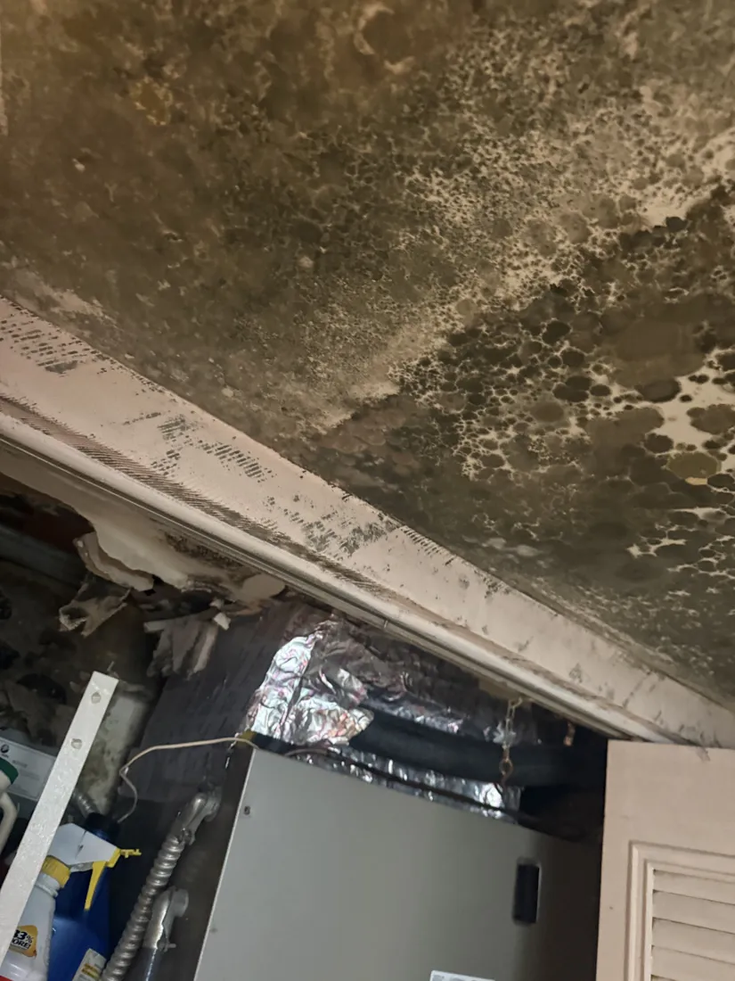 Dense mold colonies on the ceiling above an air handler closet